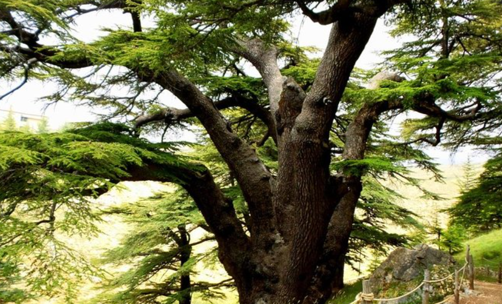 Cedars of God (Arz el Rab), Bsharri, North Lebanon, Lebanon